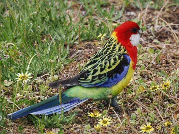 Eastern rosella in Hobart, Tasmanië, Australië